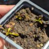 Lot 7 : D. Coquillage + D. Microdent + D. Scarlatine – Image 3