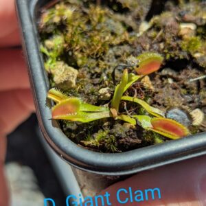 Lot 2 : D. Coquillage + D. Space + D. Giant Clam