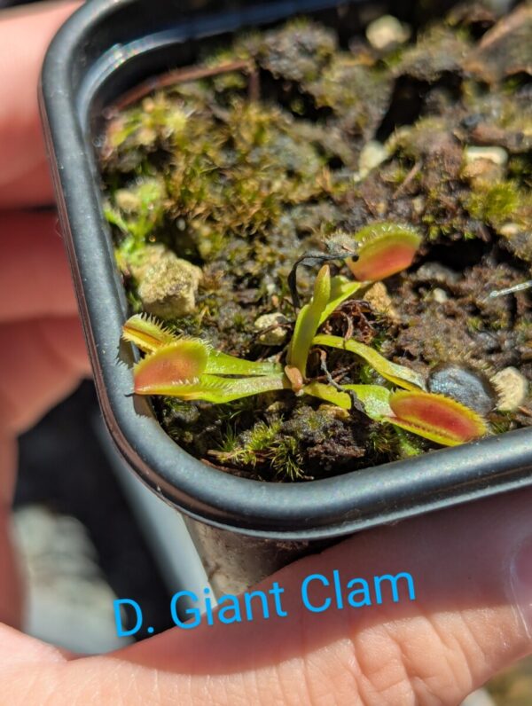 Lot 2 : D. Coquillage + D. Space + D. Giant Clam