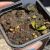 Lot 17 : Dr. Filiformis + Stylidium débile + D. B52 + D. Coquillage – Image 6