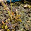 Lot 12 : D. Microdent + D. Titan Z6 + D. Space – Image 3