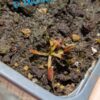 Lot 7 : D. Coquillage + D. Microdent + D. Scarlatine – Image 2