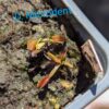 Lot 3 : D. Scarlatine + D. Amteborus + D. Microdent – Image 3