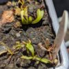 Lot 11 : Dr. Filiformis+ D. Scarlatine + D. Coquillage – Image 3