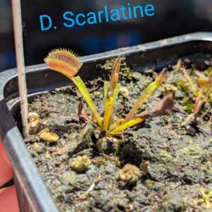 Lot 3 : D. Scarlatine + D. Amteborus + D. Microdent
