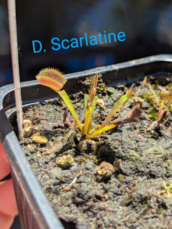 Lot 3 : D. Scarlatine + D. Amteborus + D. Microdent
