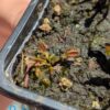 Lot 6 : D. Coquillage + D. Scarlatine + D. Cross Teeth – Image 2