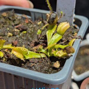 Lot 5 : D. Angel Wings+ D. Scarlatine + D. Amteborus