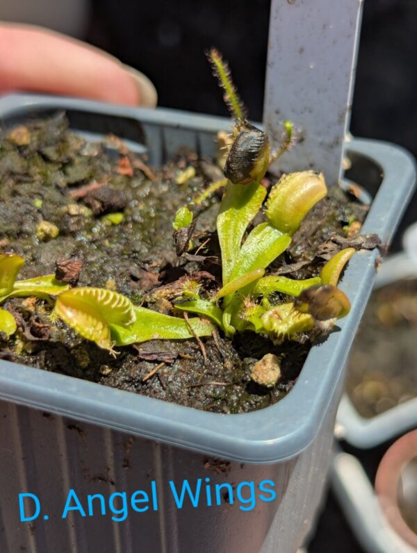 Lot 5 : D. Angel Wings+ D. Scarlatine + D. Amteborus