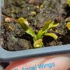 Lot 15 : D. Angel Wings + D. Microdent + D. Amteborus – Image 2