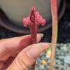 Lot 18 : D. Microdent + D. Giant Clam + S. Juthatip Soper – Image 2