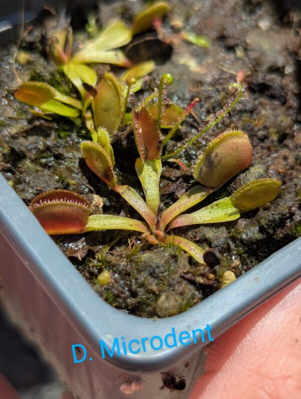 Lot 12 : D. Microdent + D. Titan Z6 + D. Space