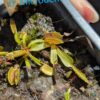 Lot 15 : D. Angel Wings + D. Microdent + D. Amteborus – Image 3