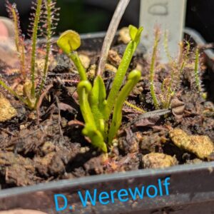 Lot 10 : D. Werewolf + D. Amteborus + D. Cross Teeth