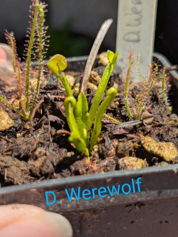 Lot 10 : D. Werewolf + D. Amteborus + D. Cross Teeth