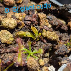 Lot 9: D. Gj giant cudo + D. Amteborus + D. Cross Teeth