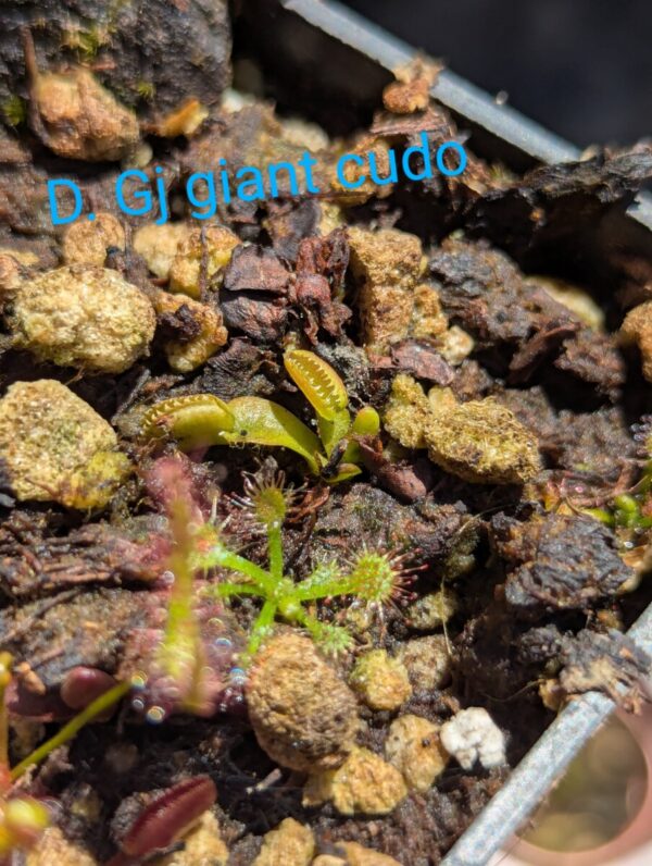 Lot 9: D. Gj giant cudo + D. Amteborus + D. Cross Teeth