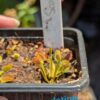 Lot 5 : D. Angel Wings+ D. Scarlatine + D. Amteborus – Image 2