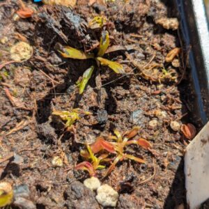 Lot 7 : D. Coquillage + D. Microdent + D. Scarlatine