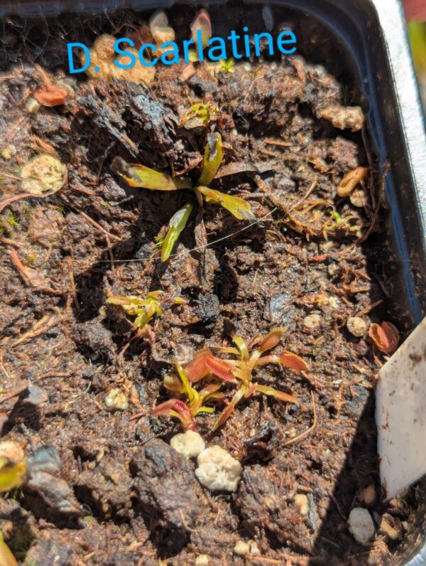 Lot 7 : D. Coquillage + D. Microdent + D. Scarlatine