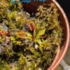 Lot 8 : D. Cross Teeth + D. Cup Trap + D. Scarlatine – Image 2