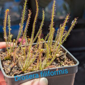 Lot 11 : Dr. Filiformis+ D. Scarlatine + D. Coquillage