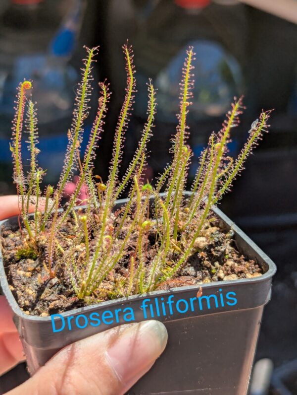 Lot 11 : Dr. Filiformis+ D. Scarlatine + D. Coquillage