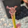 Lot 20 : D. Giant Clam + D. Coquillage + S. Leucophylla very large autumn pitcher – Image 2