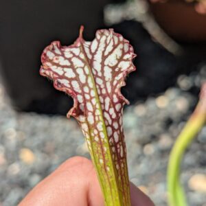 Lot 20 : D. Giant Clam + D. Coquillage + S. Leucophylla very large autumn pitcher