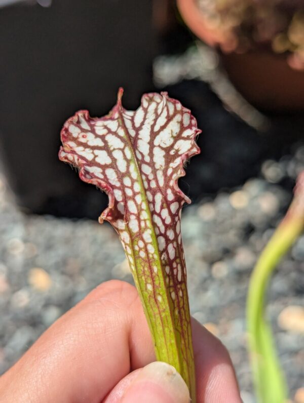 Lot 20 : D. Giant Clam + D. Coquillage + S. Leucophylla very large autumn pitcher