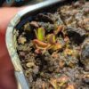 Lot 11 : Dr. Filiformis+ D. Scarlatine + D. Coquillage – Image 2
