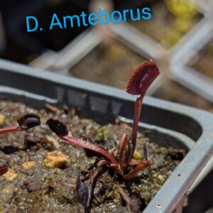 Lot 15 : D. Angel Wings + D. Microdent + D. Amteborus