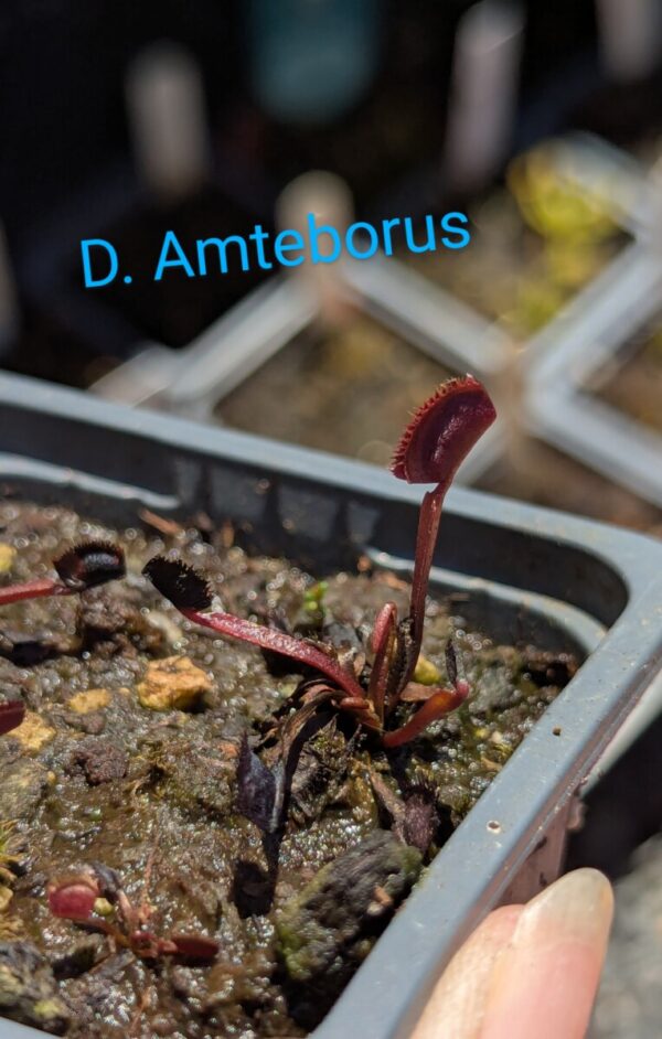 Lot 15 : D. Angel Wings + D. Microdent + D. Amteborus