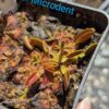 Lot 18 : D. Microdent + D. Giant Clam + S. Juthatip Soper – Image 4