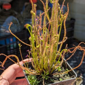 Lot 17 : Dr. Filiformis + Stylidium débile + D. B52 + D. Coquillage