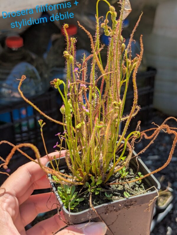 Lot 17 : Dr. Filiformis + Stylidium débile + D. B52 + D. Coquillage