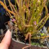 Lot 17 : Dr. Filiformis + Stylidium débile + D. B52 + D. Coquillage – Image 2