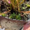 Lot 17 : Dr. Filiformis + Stylidium débile + D. B52 + D. Coquillage – Image 4