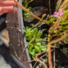 Lot 17 : Dr. Filiformis + Stylidium débile + D. B52 + D. Coquillage – Image 3
