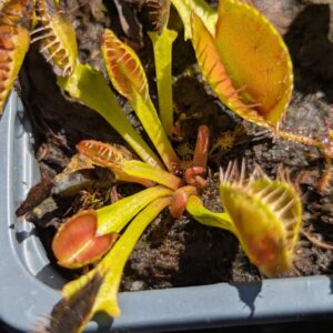 Lot 8 : D. Cross Teeth + D. Cup Trap + D. Scarlatine