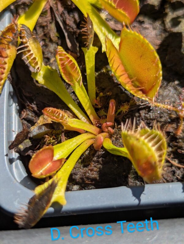 Lot 8 : D. Cross Teeth + D. Cup Trap + D. Scarlatine