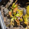 Lot 18 : D. Microdent + D. Giant Clam + S. Juthatip Soper – Image 5