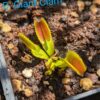 Lot 20 : D. Giant Clam + D. Coquillage + S. Leucophylla very large autumn pitcher – Image 3