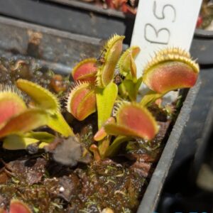 Lot 13 : D. B52 + D. Dracula + D. Scarlatine
