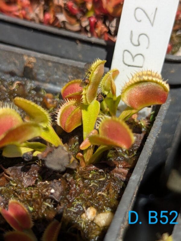 Lot 13 : D. B52 + D. Dracula + D. Scarlatine