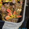 Lot 17 : Dr. Filiformis + Stylidium débile + D. B52 + D. Coquillage – Image 5