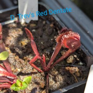 Lot 14 : D. Wine Mouth + D. Trev’s Red Dentate + D. Titan Z6