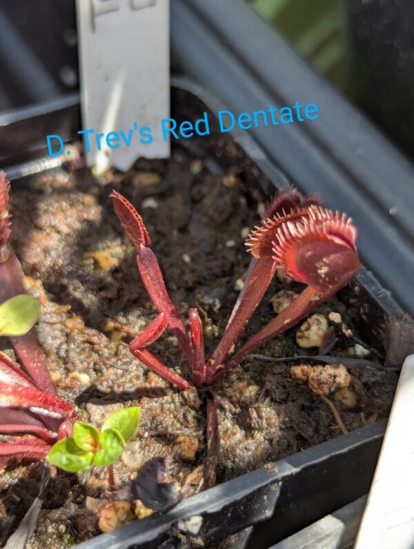 Lot 14 : D. Wine Mouth + D. Trev’s Red Dentate + D. Titan Z6