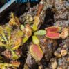 Lot 14 : D. Wine Mouth + D. Trev’s Red Dentate + D. Titan Z6 – Image 3