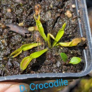 Lot 4 : D. Crocodile + D. Amteborus + D. Scarlatine